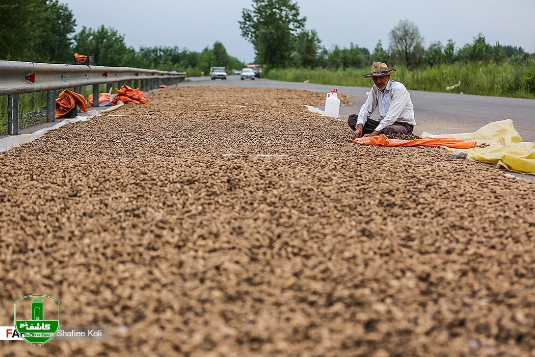 تولید ۱۱ هزار تن پیله بادام‌زمینی در آستانه‌اشرفیه
