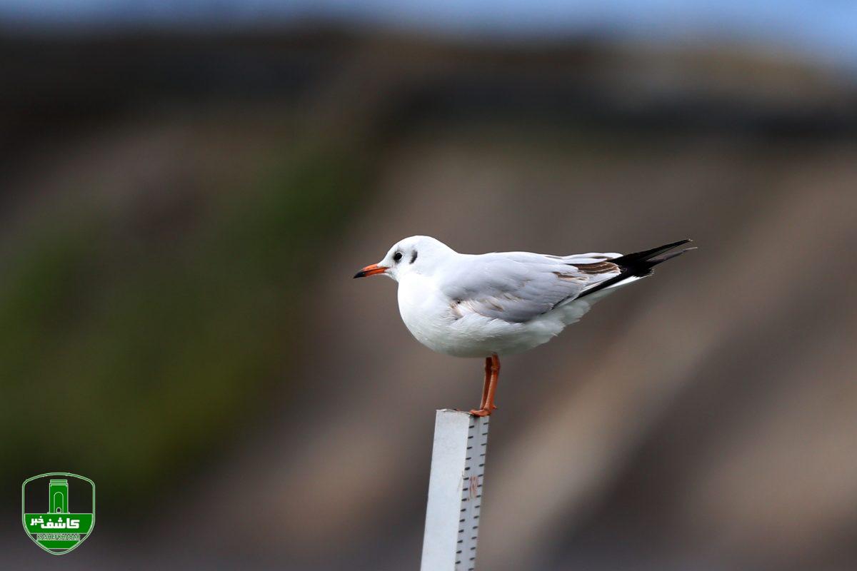 گزارش زمستانی حاشیه استخر لاهیجان