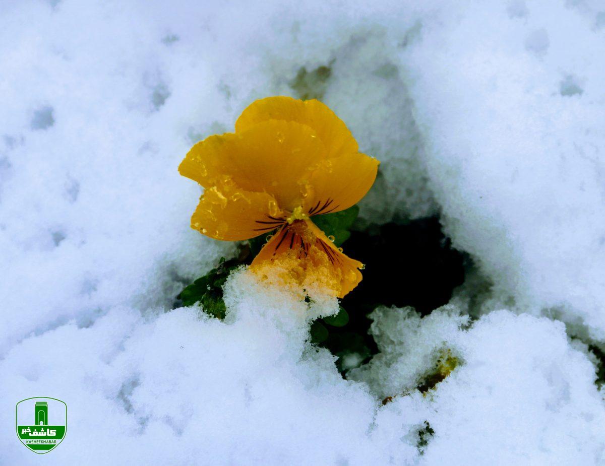 رد پای برف شادی _ لاهیجان