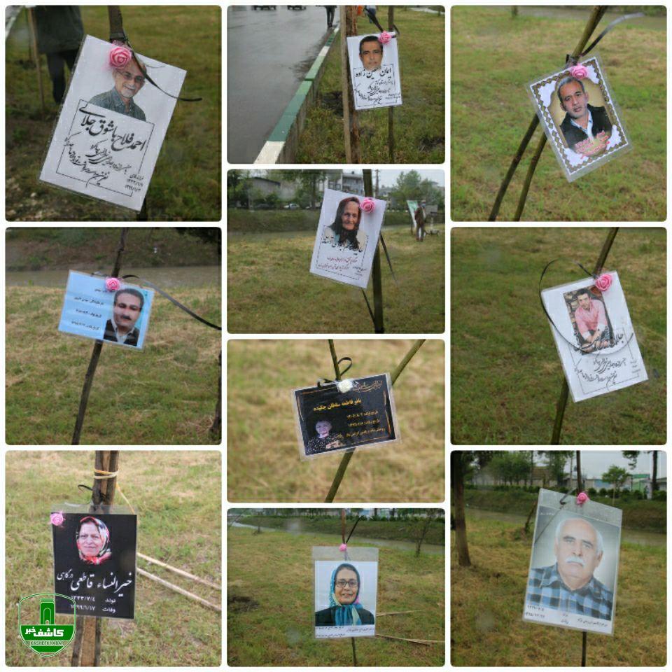 کاشت نهال همدردی در آستانه اشرفیه