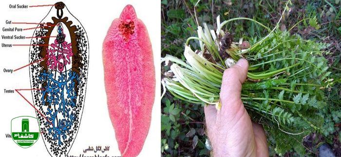 دانشگاه علوم پزشکی گیلان در خصوص فاسیولا هشدار داد دانشگاه علوم پزشکی گیلان در خصوص فاسیولا هشدار داد