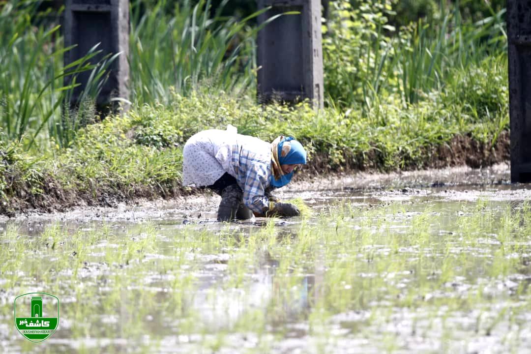 کشت برنج _ لاهیجان کشت برنج _ لاهیجان