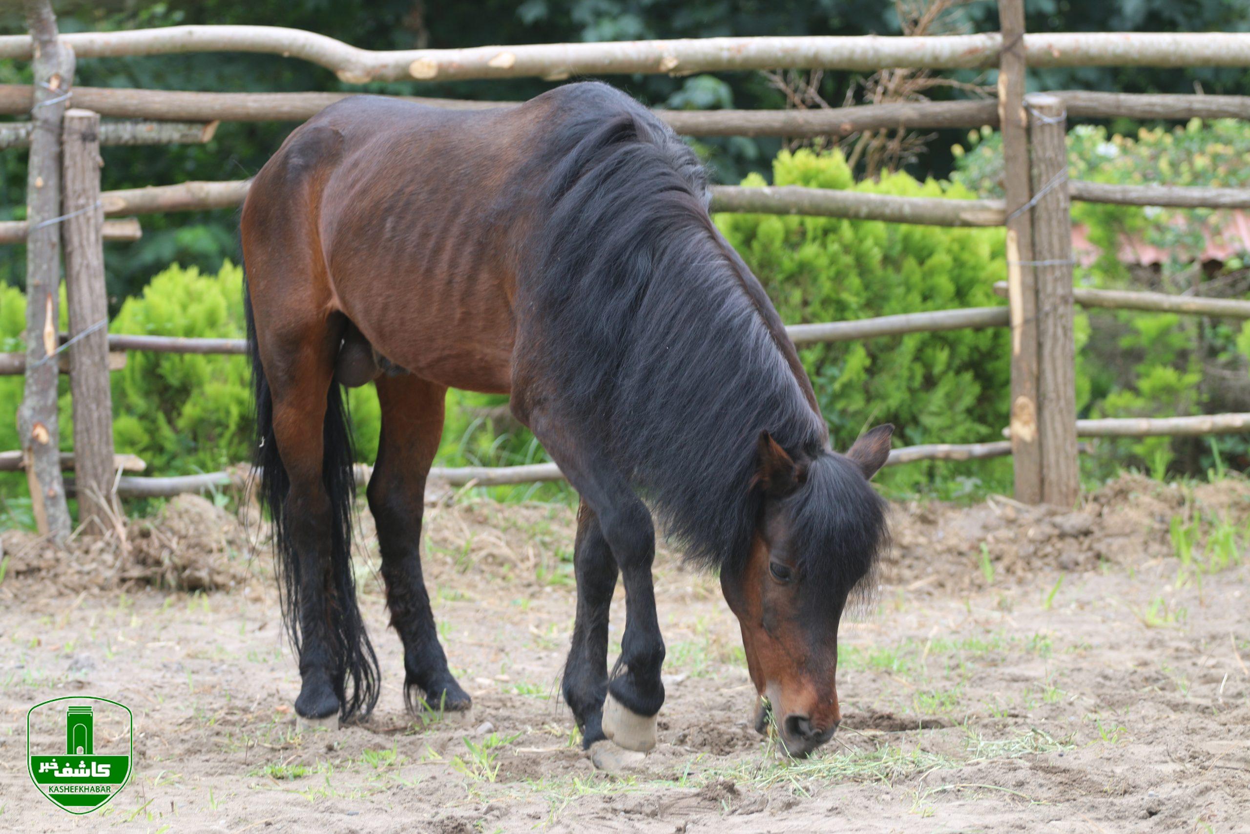 ورود اسبچه های خزری به اکولوژ مزرعه قوها ورود اسبچه های خزری به اکولوژ مزرعه قوها