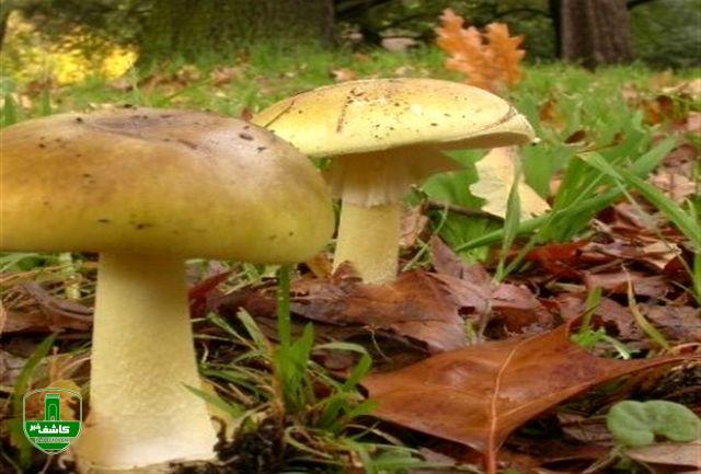 قارچ های وحشی، سمی و مرگبار است قارچ های وحشی، سمی و مرگبار است