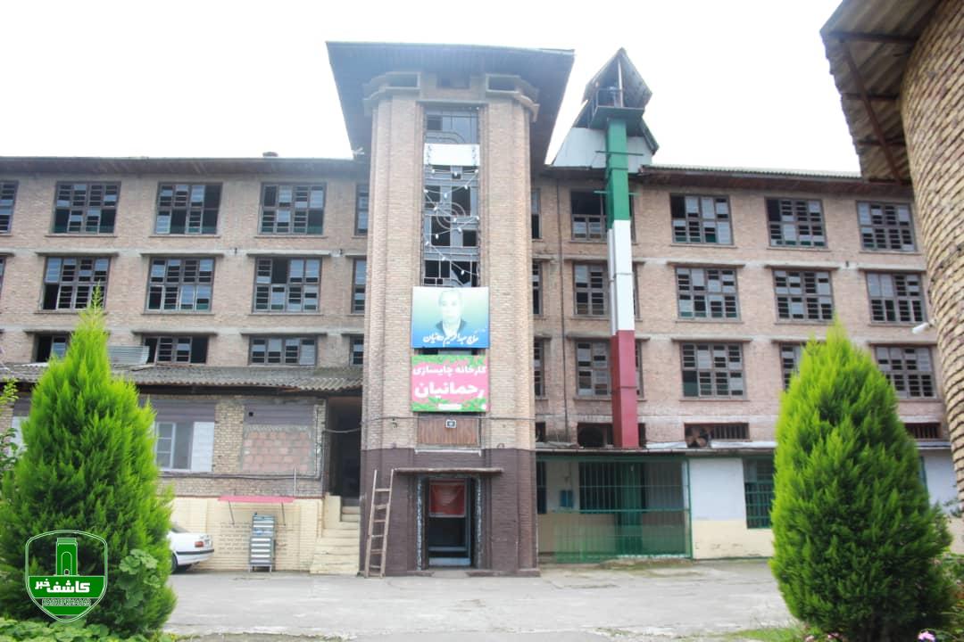 عرضه چای بهاره در کارخانه چایسازی حمید احمد نژاد