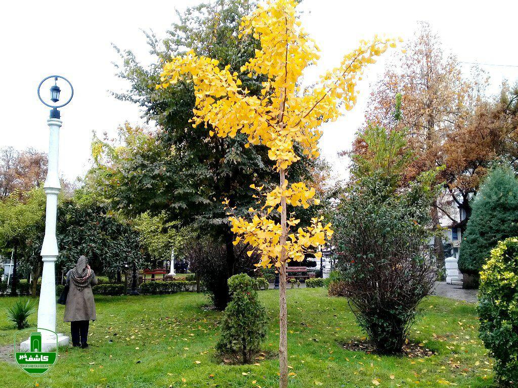 برگ ریزان پاییز در رشت