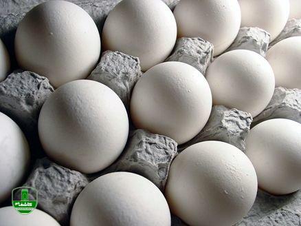 درج قیمت بر روی تخم مرغ/خودکفایی ۸۵ درصدی در تولید کره