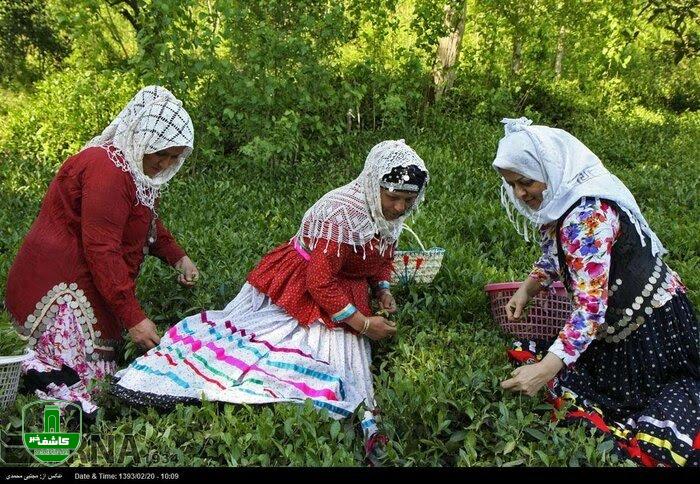 نرخ خرید تضمینی برگ سبز چای ۴۵ درصد افزایش یافت