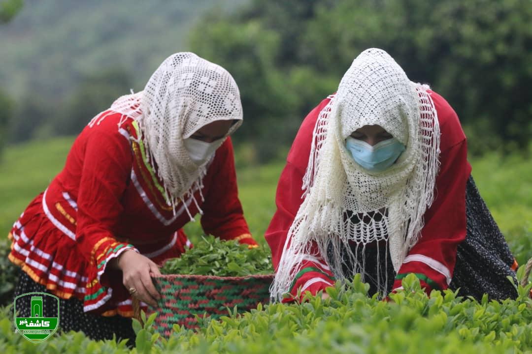 آغاز برداشت برگ سبز چای در گیلان با حضور استاندار و رئیس سازمان چای کشور