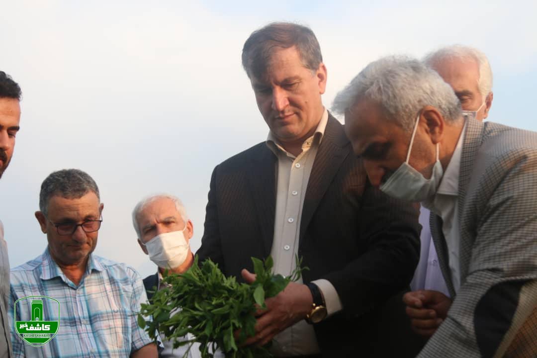 بازدید معاون وزیر جهاد کشاورزی از باغات چای در لاهیجان