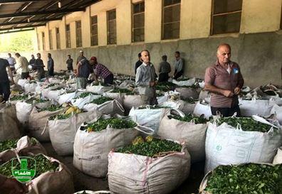 پایان برداشت چین تابستانه برگ سبز چای در گیلان پایان برداشت چین تابستانه برگ سبز چای در گیلان
