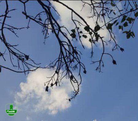 رفت و برگشت هوای پاییزی در گیلان رفت و برگشت هوای پاییزی در گیلان