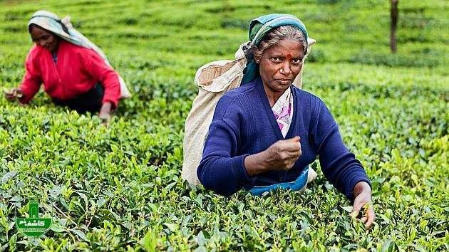سریلانکا: ۲۵۱ میلیون دلار بدهی نفتی خود به ایران را با چای پرداخت می کنیم/ هر ماه ۵ میلیون دلار چای