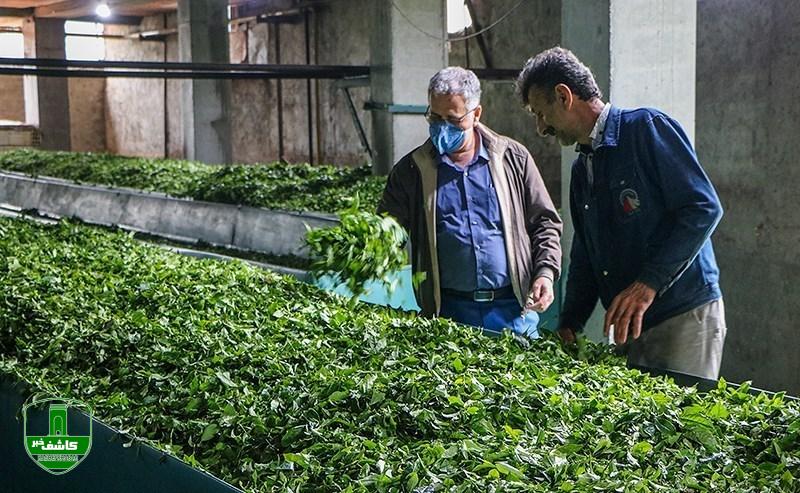 تسویه حساب کامل دولت با چایکاران شمال کشور تسویه حساب کامل دولت با چایکاران شمال کشور