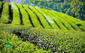 احیای باغات چای وافزایش تولید ادله ای قابل دفاع از مدیریت جهادی سازمان چای کشور