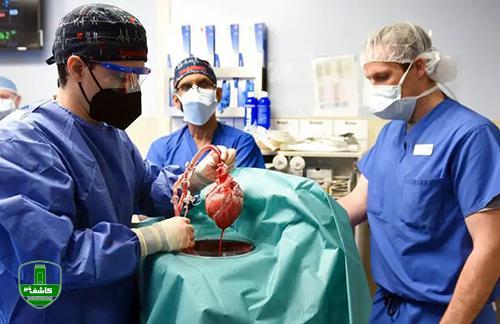 پیوند قلب خوک به انسان با موفقیت انجام شد