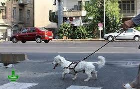 دستور دادستان لاهیجان برای منع سگگردانی در خیابان و پارک