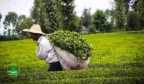 قیمت خرید تضمینی برگ سبز چای سال ۱۴۰۱ اعلام شد