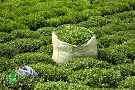 آمادگی کارخانجات چایسازی برای خرید برگ سبز چای از چایکاران شمال