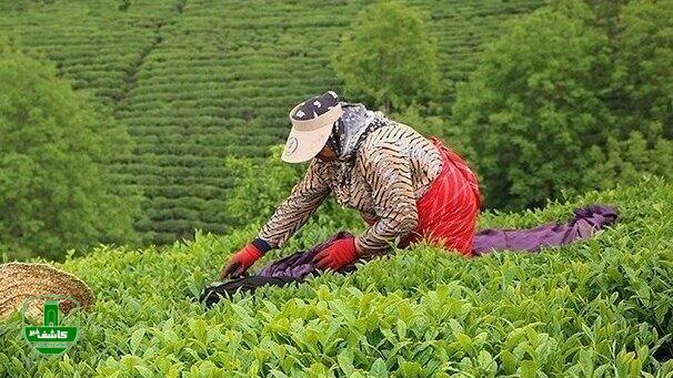 پایان مرحله نخست چین بهاره برگ سبز چای پایان مرحله نخست چین بهاره برگ سبز چای