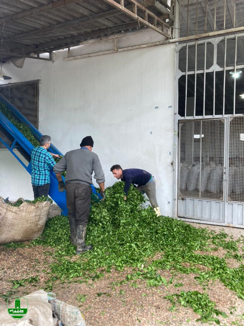 خرید تضمینی بیش از ۱۴ هزار تن برگ سبز چای خرید تضمینی بیش از ۱۴ هزار تن برگ سبز چای