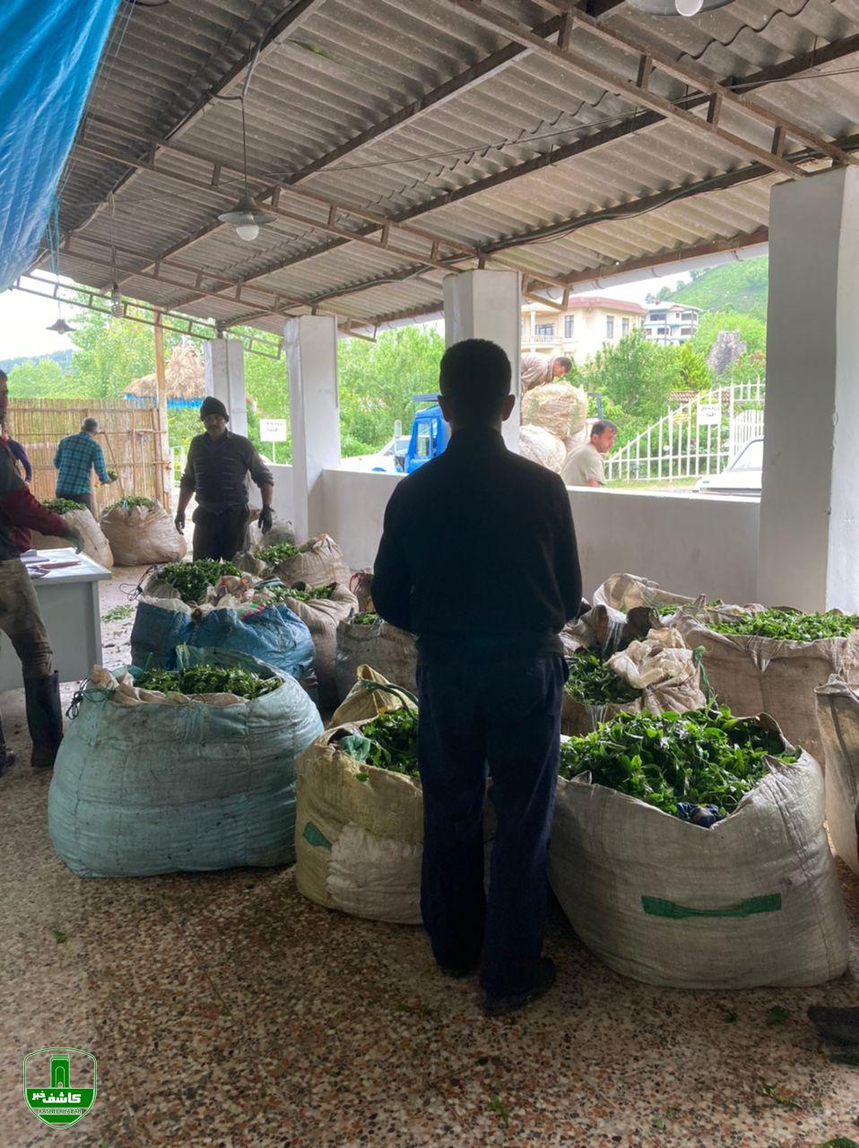 نخستین پرداخت بهای برگ سبز چای در سال ۱۴۰۱ نخستین پرداخت بهای برگ سبز چای در سال ۱۴۰۱