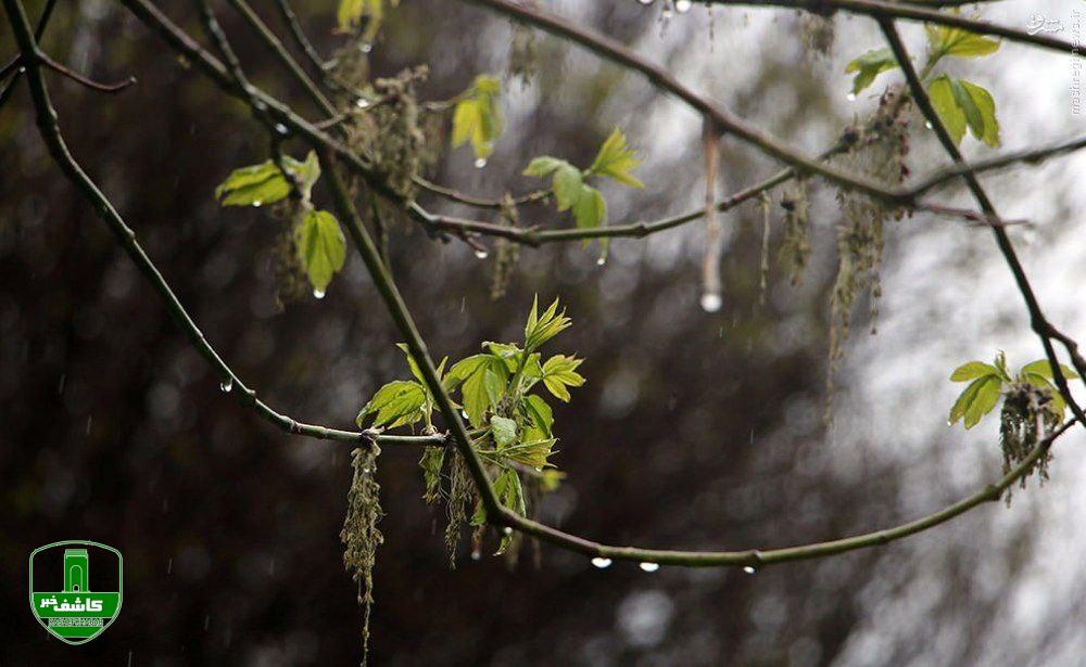 رگبار‌های بهاری در گیلان تا اواسط این هفته