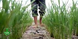 تنشآبی در ۱۵۰۰ هکتار از شالیزارهای لاهیجان تنشآبی در ۱۵۰۰ هکتار از شالیزارهای لاهیجان