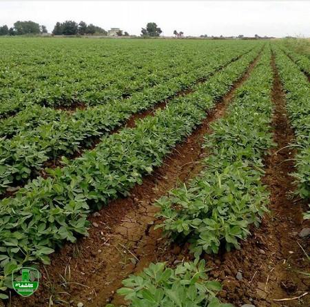 کشت بادام زمینی در حدود ۳ هزار هکتار از زمینهای گیلان