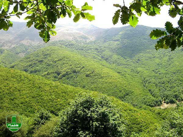 جلوگیری از بروز سیل تبخیر آب و تغذیه بهتر سفره های آب زیرزمینی توسط جنگل ها