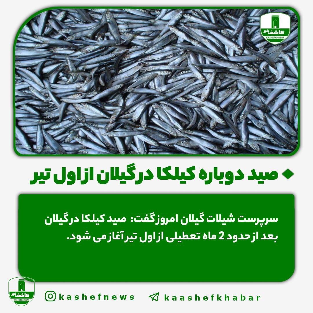 صید دوباره کیلکا در گیلان از اول تیر صید دوباره کیلکا در گیلان از اول تیر