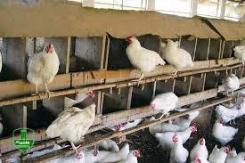 احتمال افزایش قیمت مرغ / رها سازی جوجه ها در بیابان احتمال افزایش قیمت مرغ / رها سازی جوجه ها در بیابان