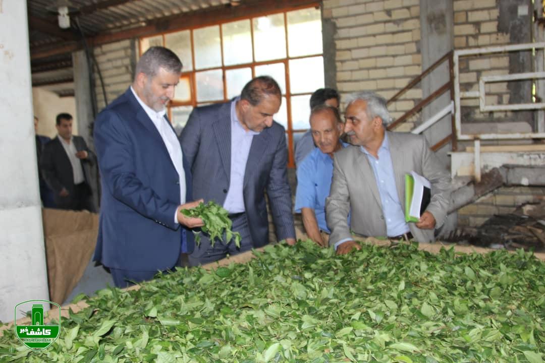 بازدید رئیس کمیسیون کشاورزی مجلس از کارخانجات چایسازی و باغات لاهیجان