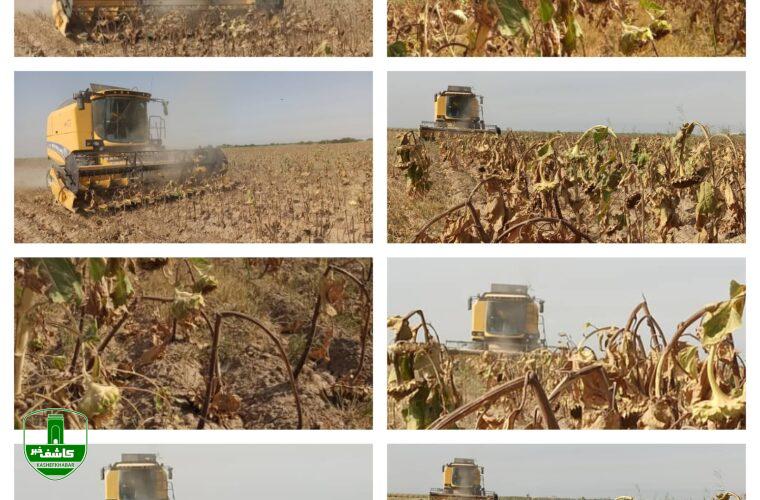 آغاز برداشت دانه روغنی آفتابگردان در کشت و صنعتهای نیشکری: دکتر ناصری: نیشکر، شرکتی راهبردی در تولید محصولات کشاورزی است