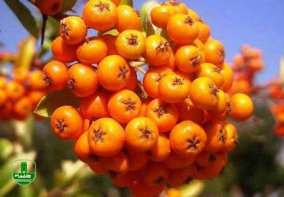 مسئولی میراث فرهنگی گلپایگان خبرداد: ثبت پوشش طبیعی زالزالک روستای هنده گلپایگان در فهرست میراث طبیعی ملی