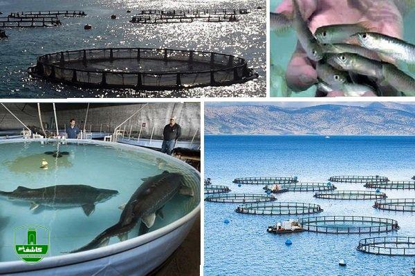 جام جهانی قطر، فرصتی برای صنعت شیلات ایران جام جهانی قطر، فرصتی برای صنعت شیلات ایران