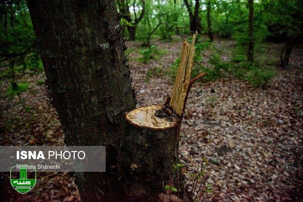 مدیرکل منابع طبیعی گیلان:خریدار چوب های قاچاق هیرکانی نباشید/ انجام ۹۰ درصدی کاداستر اراضی گیلان