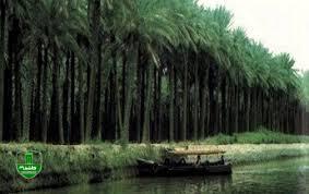 اروند رود انرژی می خواهد