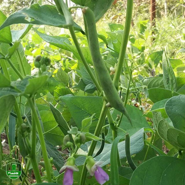 کشت پاییزه ؛ گیلان تنها تولید کننده پاچ باقلا در کشور