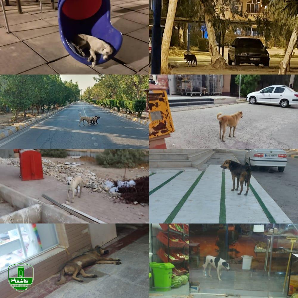 درد و دل شهروندان شهرک بعثت؛ معضلی به نام سگ های ولگرد در شهرک بعثت و بی تفاوتی شهرداری چمران