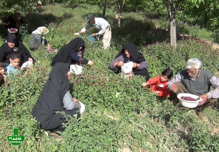 توسعه روستایی و ضرورت ایجاد صنایع تبدیلی توسعه روستایی و ضرورت ایجاد صنایع تبدیلی