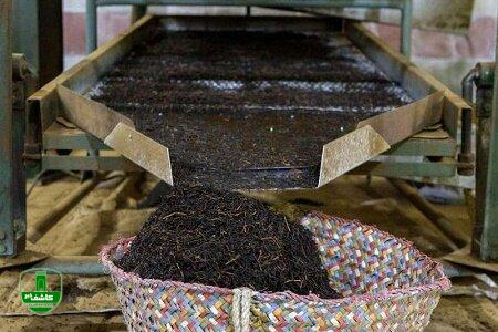 رئیس سازمان چای کشور اعلام کرد؛ استحصال ۲۴ هزار تنی چای خشک در کشور