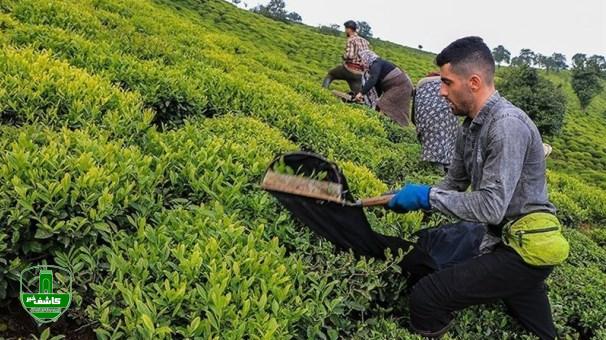 رئیس سازمان چای کشور اعلام کرد: پرداخت ۸۲ درصد مطالبات چایکاران گیلان و مازندران