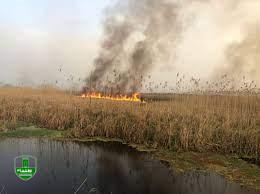 دستگیری عامل عمدی آتش سوزی ۱۰ هکتار از تالاب انزلی دستگیری عامل عمدی آتش سوزی ۱۰ هکتار از تالاب انزلی