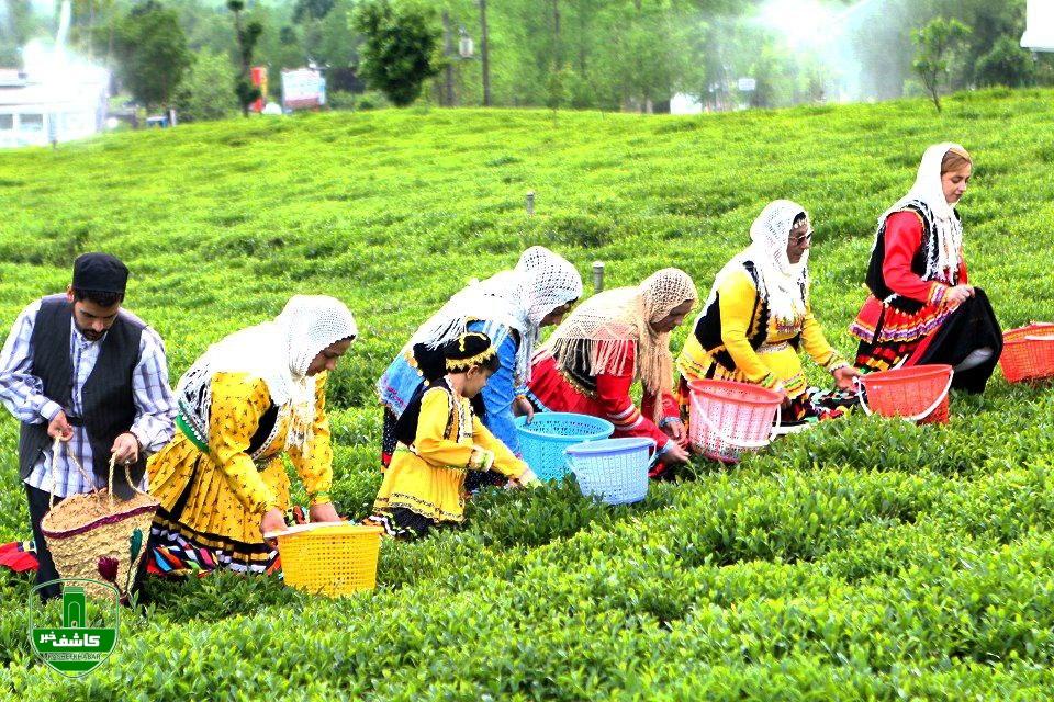 باحضور استاندار گیلان؛ برداشت برگ سبز چای آغاز شد باحضور استاندار گیلان؛ برداشت برگ سبز چای آغاز شد