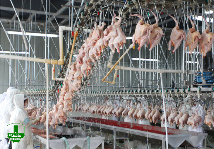 تولید بیش از ۷۰ هزار تُن گوشت در گیلان تولید بیش از ۷۰ هزار تُن گوشت در گیلان