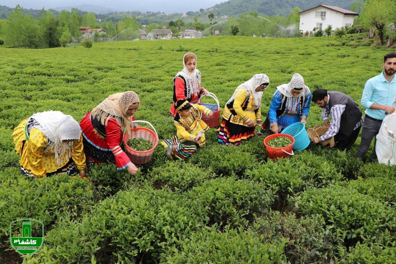 رونق صنعت چای ؛ پرداخت ۱۰۰ میلیاردتومان دیگر از مطالبات چایکاران شمال کشور