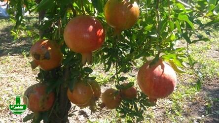 آغاز برداشت انار در گیلان آغاز برداشت انار در گیلان