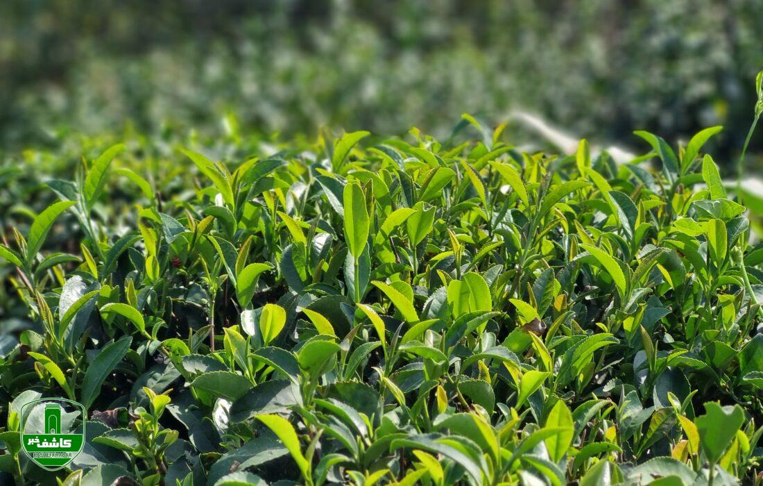 ۳۰ مهرماه آخرین روز خرید تضمینی برگ سبز چای  ۳۰ مهرماه آخرین روز خرید تضمینی برگ سبز چای