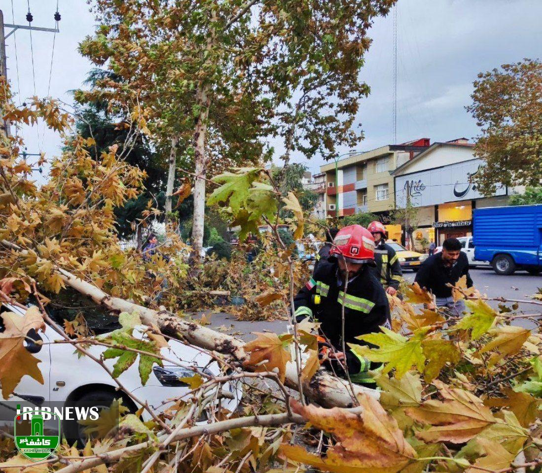 وزش باد شدید و سقوط ۱۲ اصله درخت در رشت